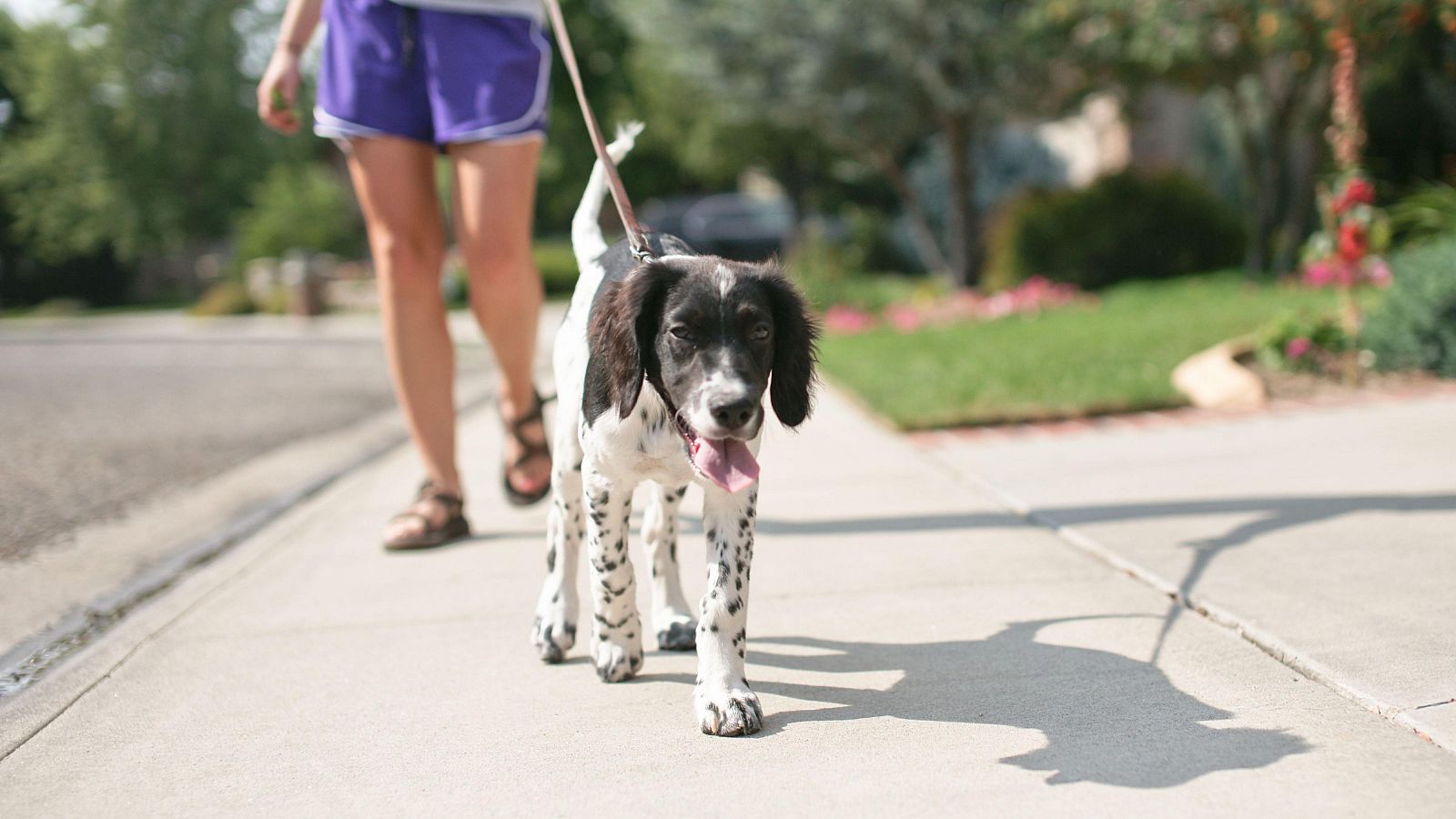 El impuesto a mascotas, la tasa impopular que barajan algunos municipios | Ver