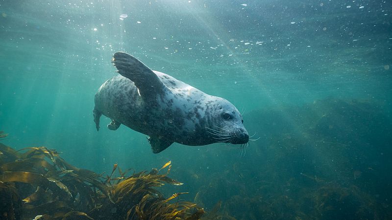 Mares en movimiento - Episodio 1: Las maravillas del Mar del Norte - ver ahora