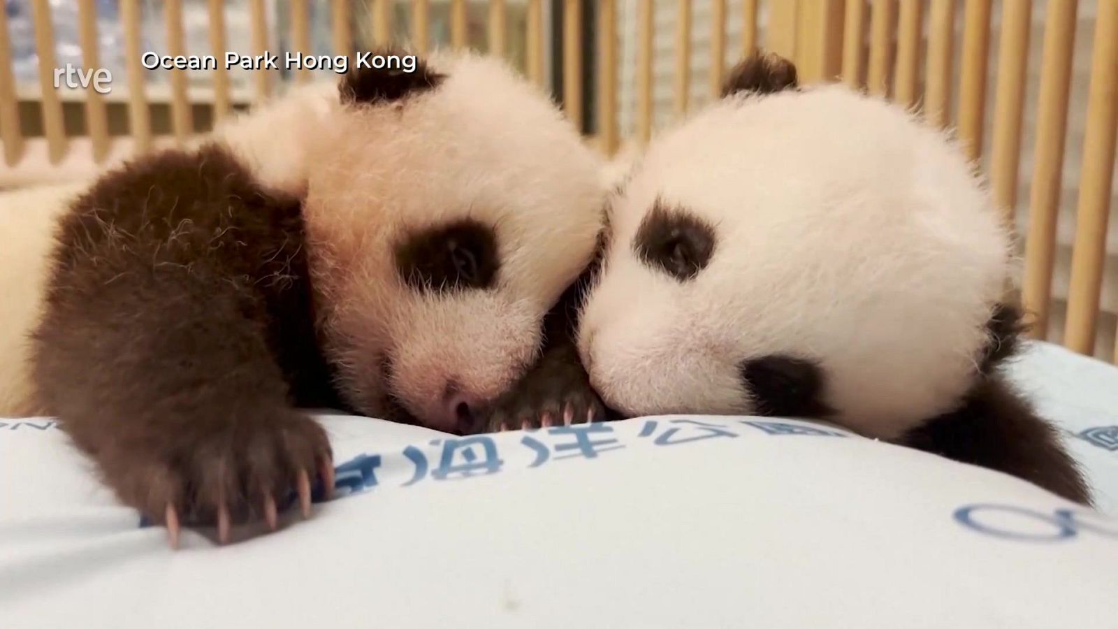 Animales con suerte | Ver