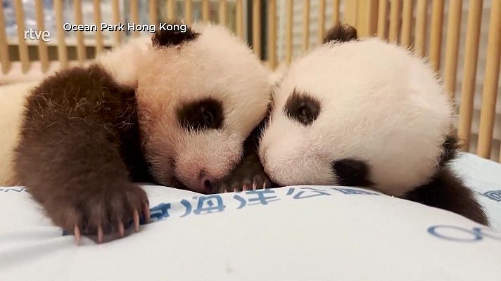 Aquí la Tierra - Animales con suerte