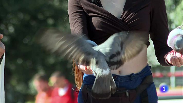 L'Informatiu - Barcelona vol frenar la sobrealimentació dels coloms