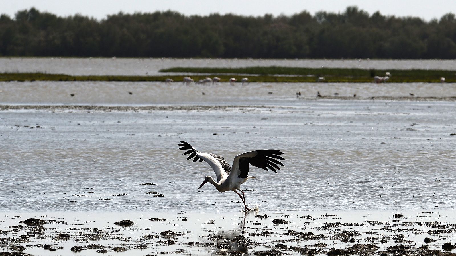 Doñana, 30 años como Patrimonio Mundial de la Unesco