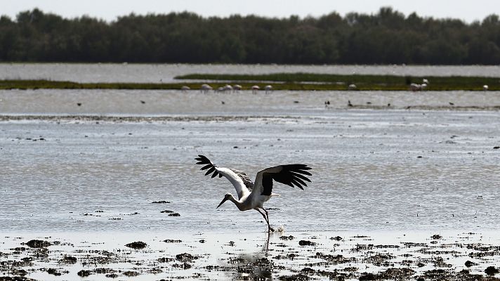 Telediario Fin de Semana - Doñana cumple 30 años como Patrimonio Mundial de la Unesco