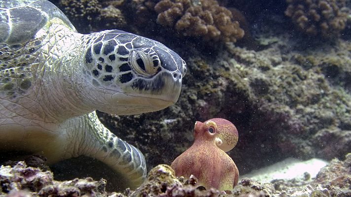 Espiando en el océano - Problemas