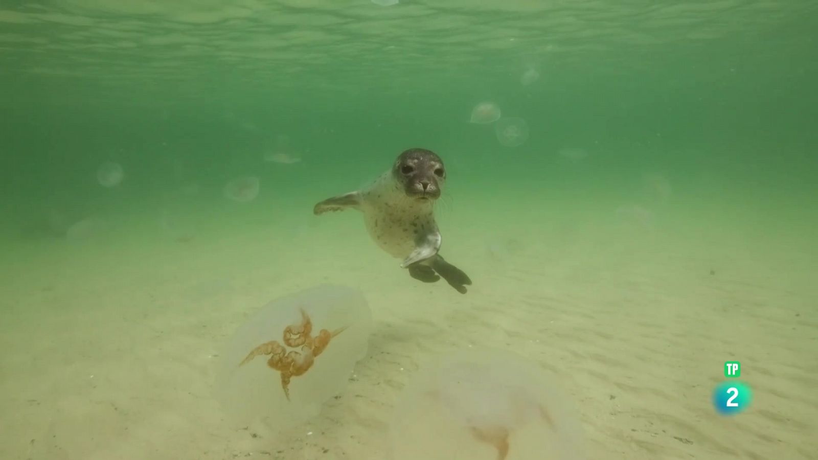 Grans Documentals - Mars en moviment: Els miracles del Bàltic - Veure ara