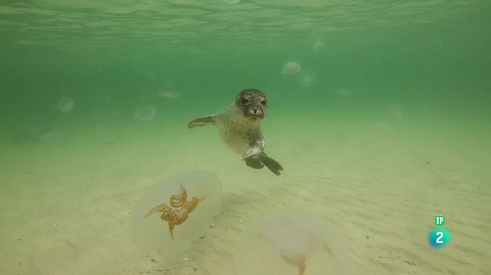 Som Documentals - Mars en moviment: Els miracles del Bàltic