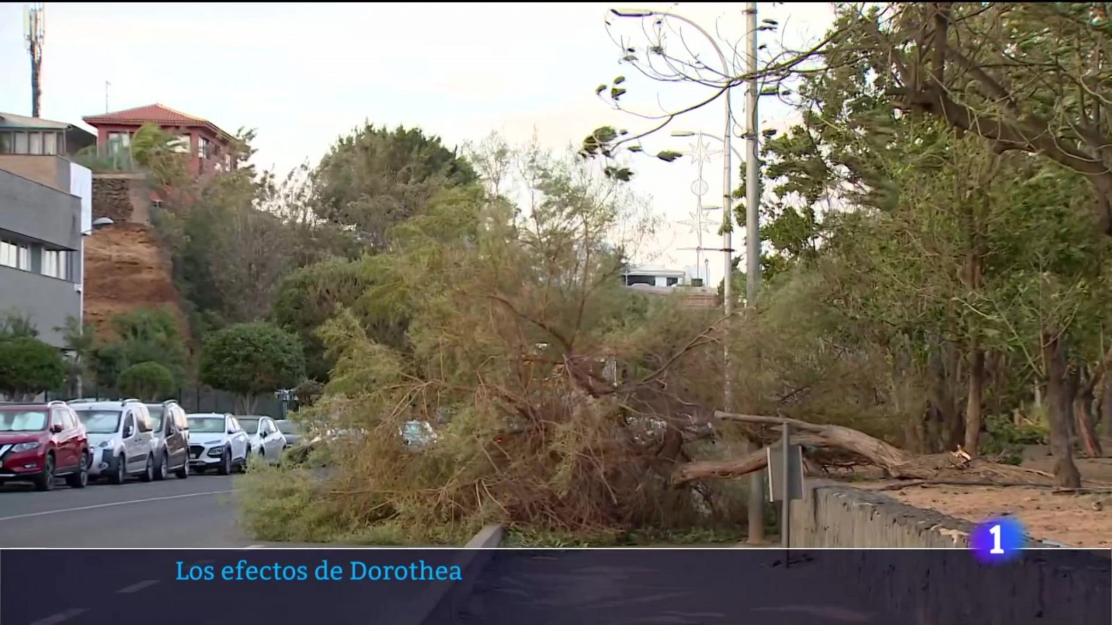 Telecanarias - 16/12/2024 | Ver