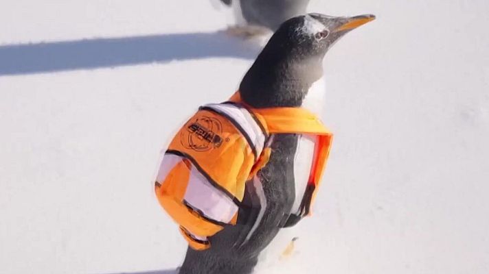 Aquí la Tierra - Pingüinos… ¿mochileros?