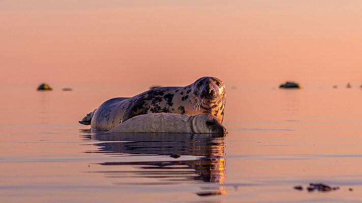 Mares en movimiento - Los mundos ocultos del Báltico