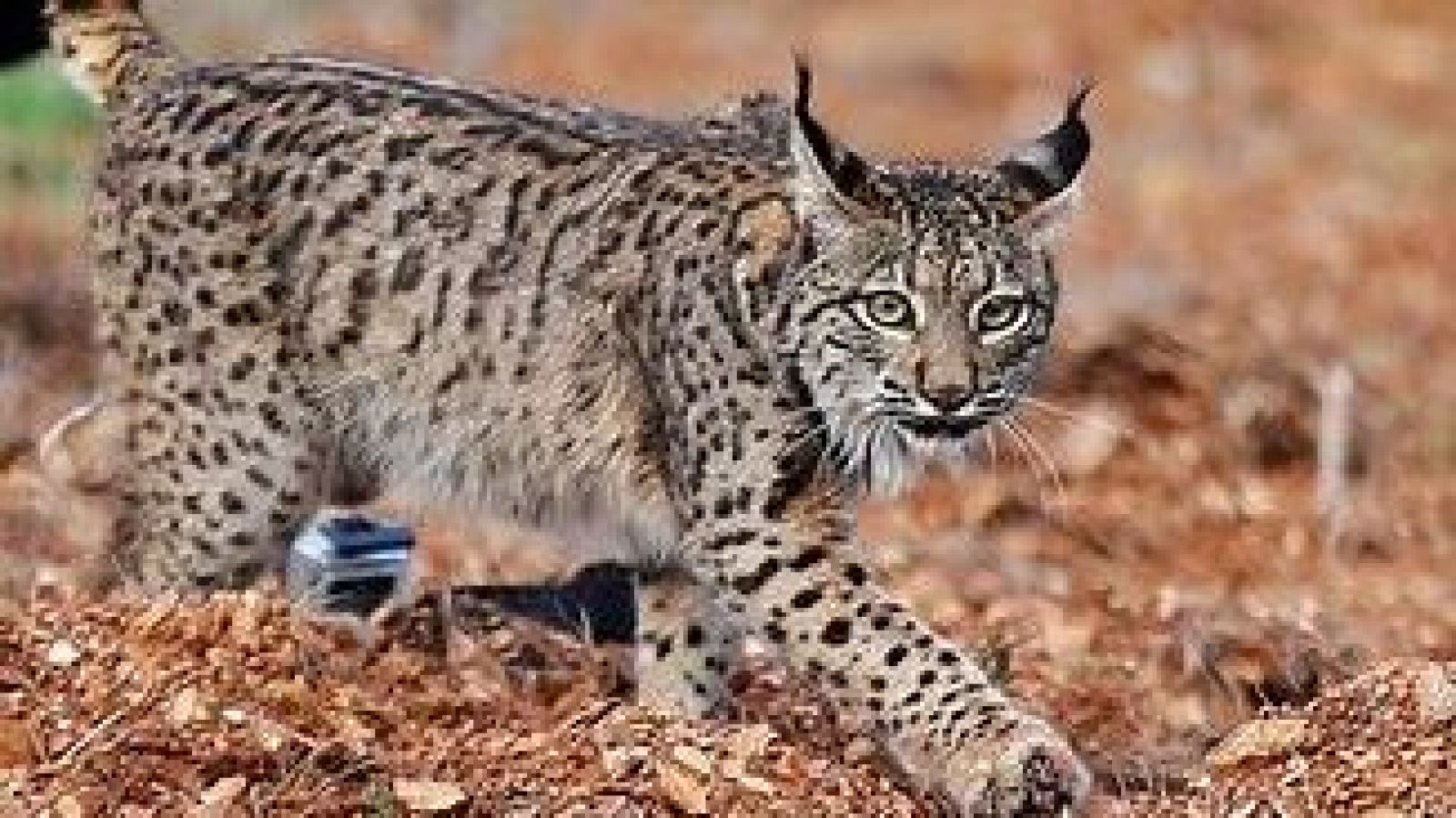 El lince ibérico - Para todos La 2 | Ver