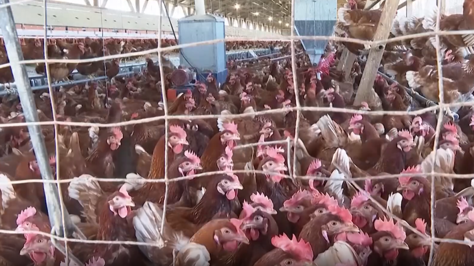 California declara el estado de emergencia por gripe aviar | Ver