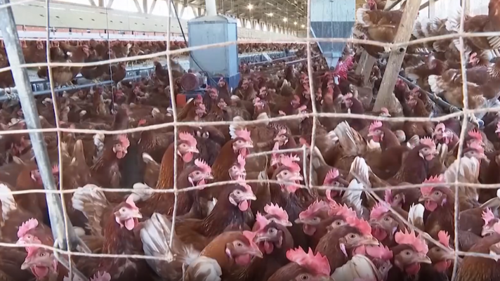 Telediario 1 - California declara el estado de emergencia por gripe aviar