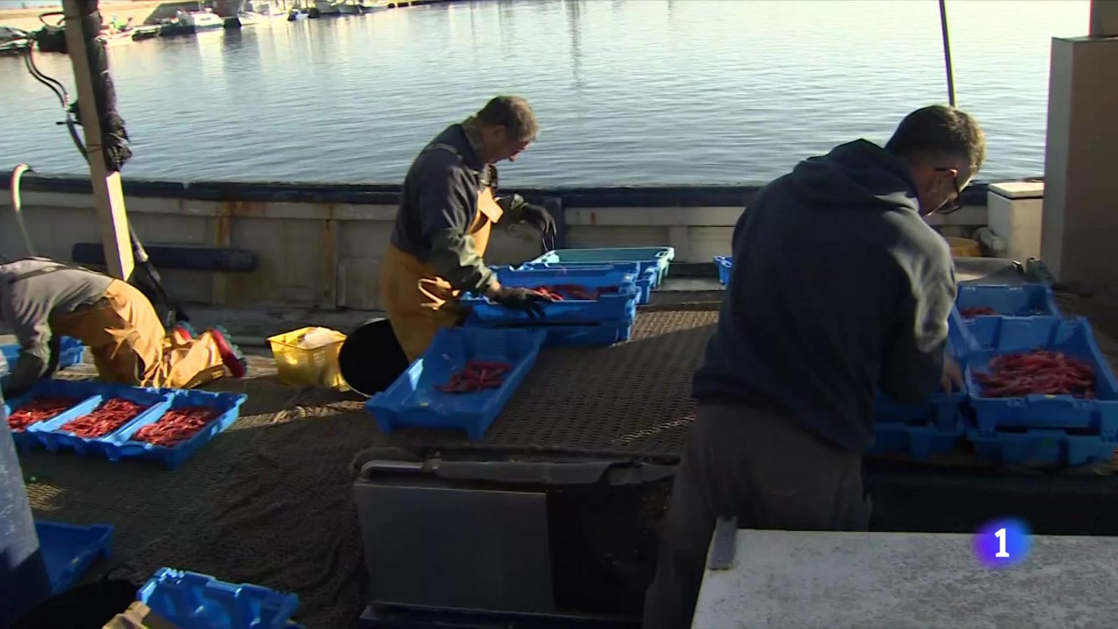 Acord per pescar gamba vermella aquest Nadal - L'Informatiu | Veure