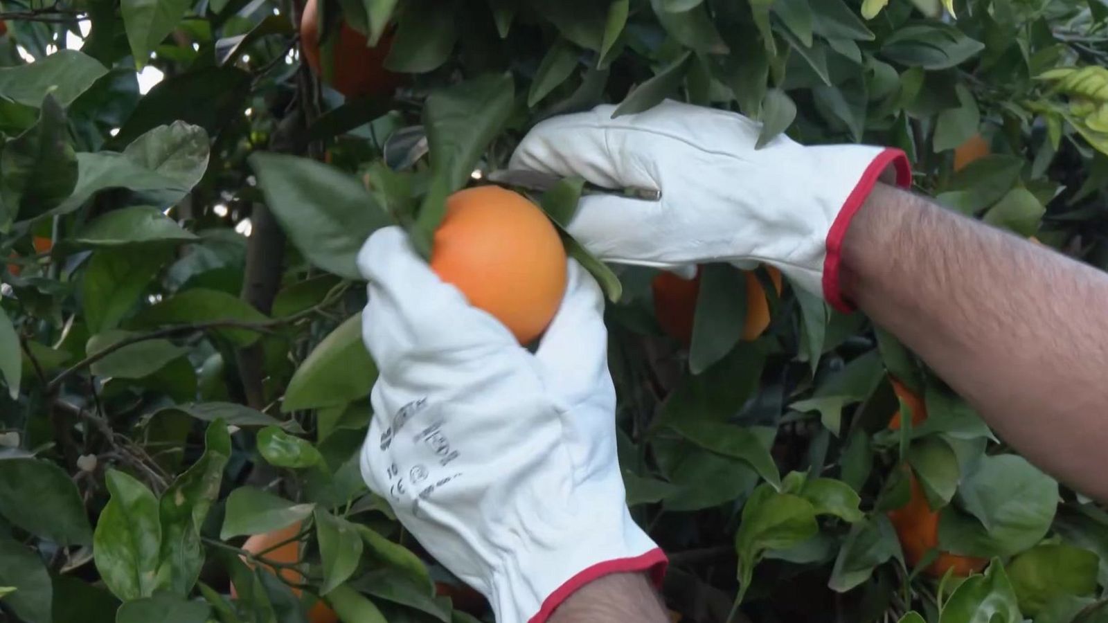 Aquí la tierra - Naranjas de la fortuna | Ver