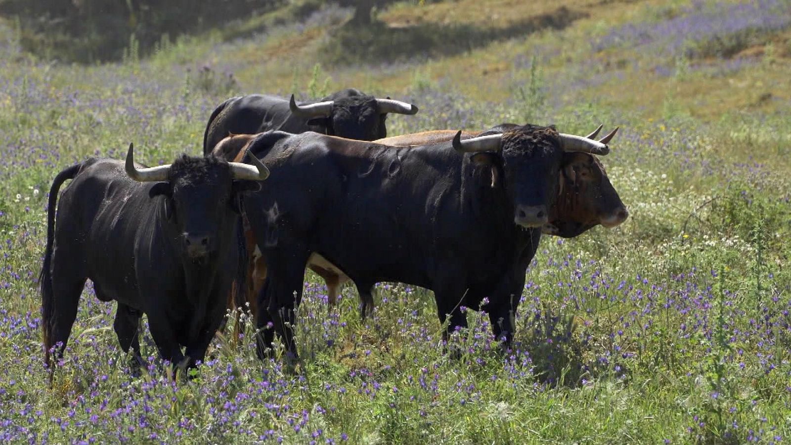 Tendido Cero - 21/12/24 - ver ahora
