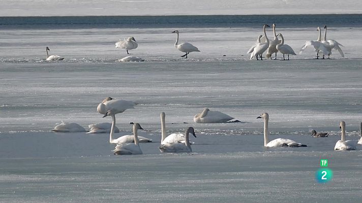 Som Documentals - L'oasi de l'Àrtic