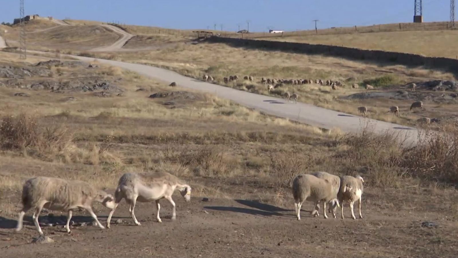 Agrosfera - 28/12/24 - ver ahora