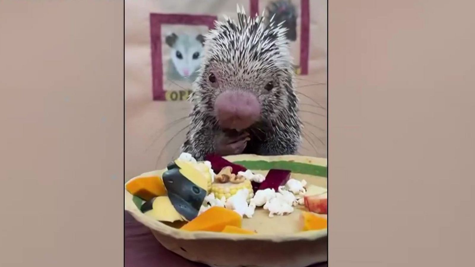 El puercoespín comilón | Ver