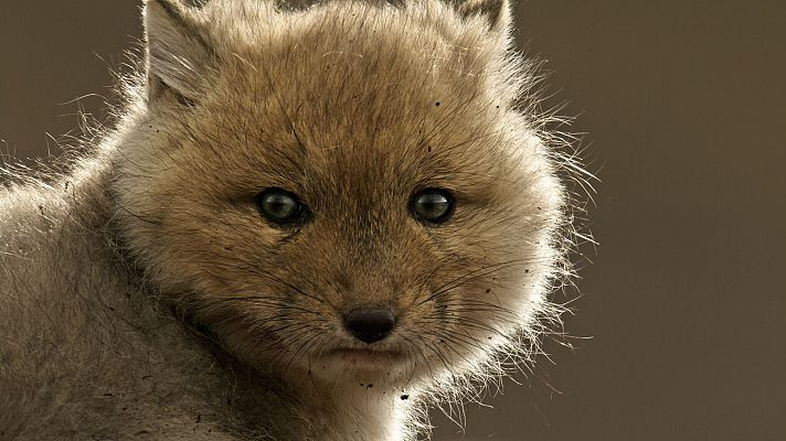 Perros salvajes - Conociendo a la familia