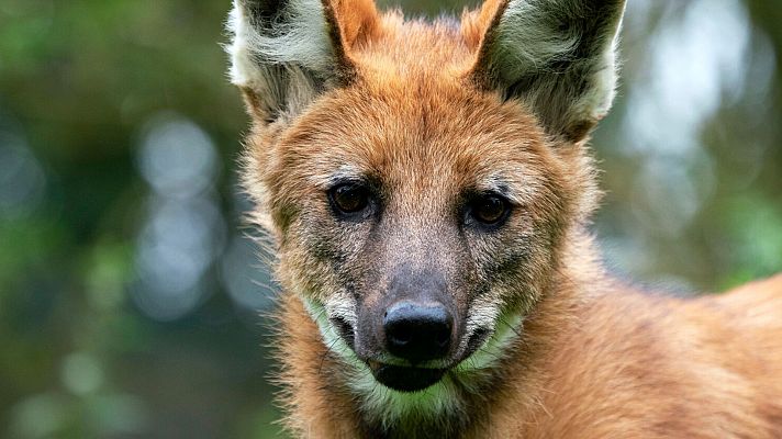 Perros salvajes - Protegiendo a la manada