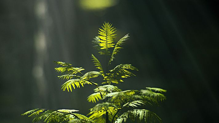 La Tierra - Vegetación