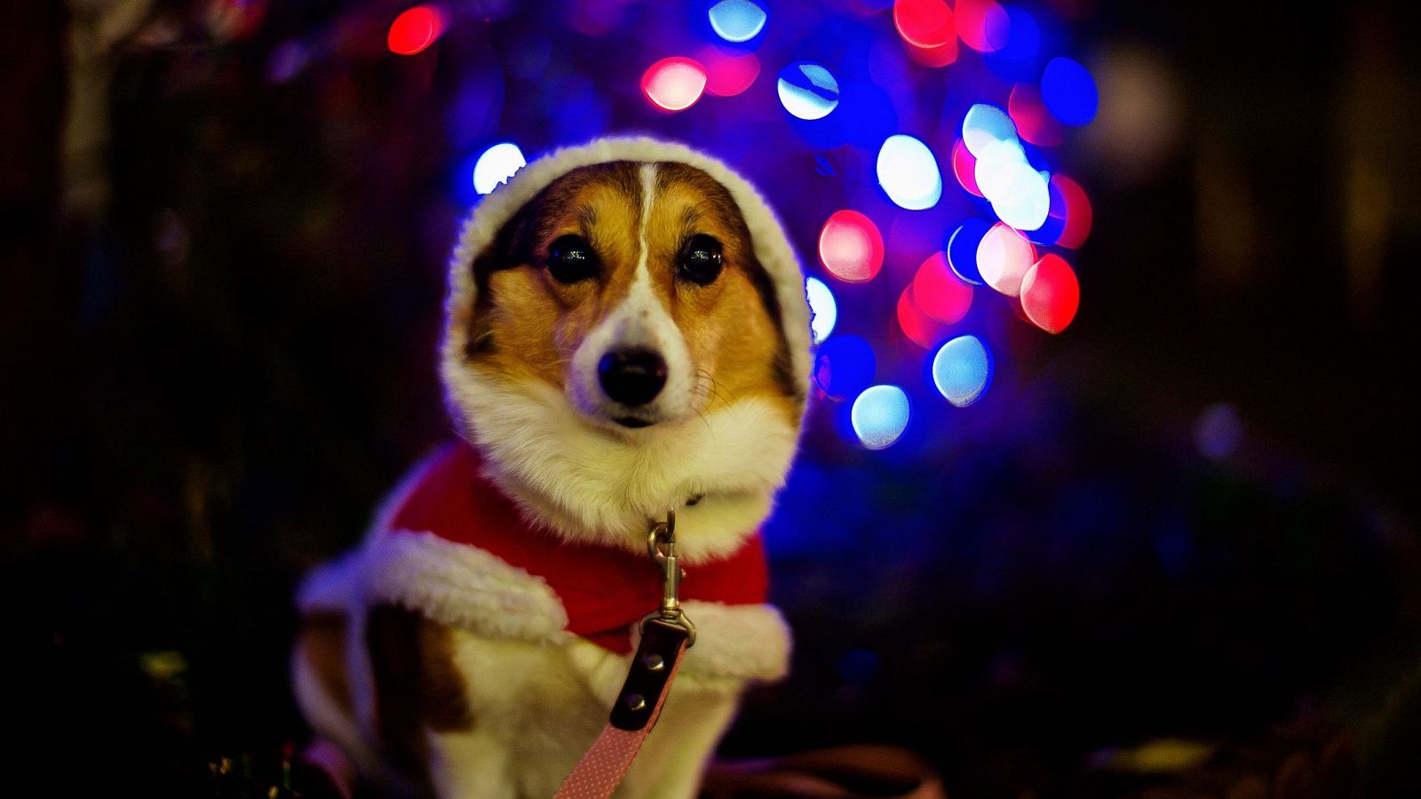 Cómo proteger a los perros del ruido de los petardos en Año Nuevo