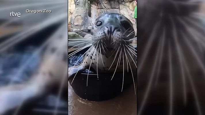 Aquí la Tierra - Un beso muy… animal