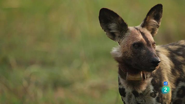 Som Documentals - Gossos salvatges. Els secrets de l'èxit