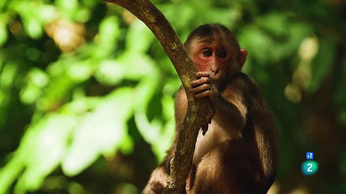 El regne dels macacos rabons