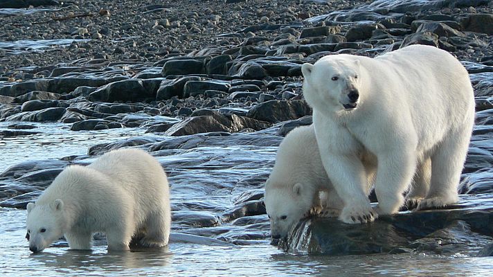 Somos Documentales - Los osos polares