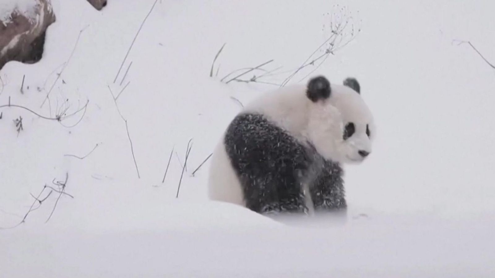 Nevada mágica para los pandas - Aquí la Tierra | Ver