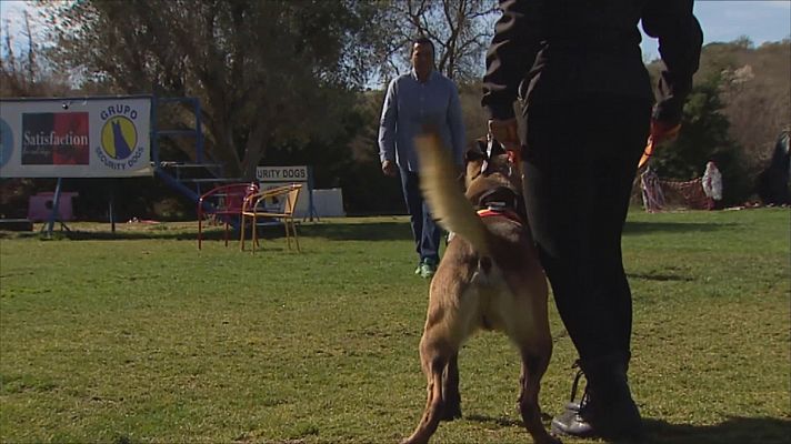 Objetivo igualdad - Perros protectores para víctimas de violencia de género