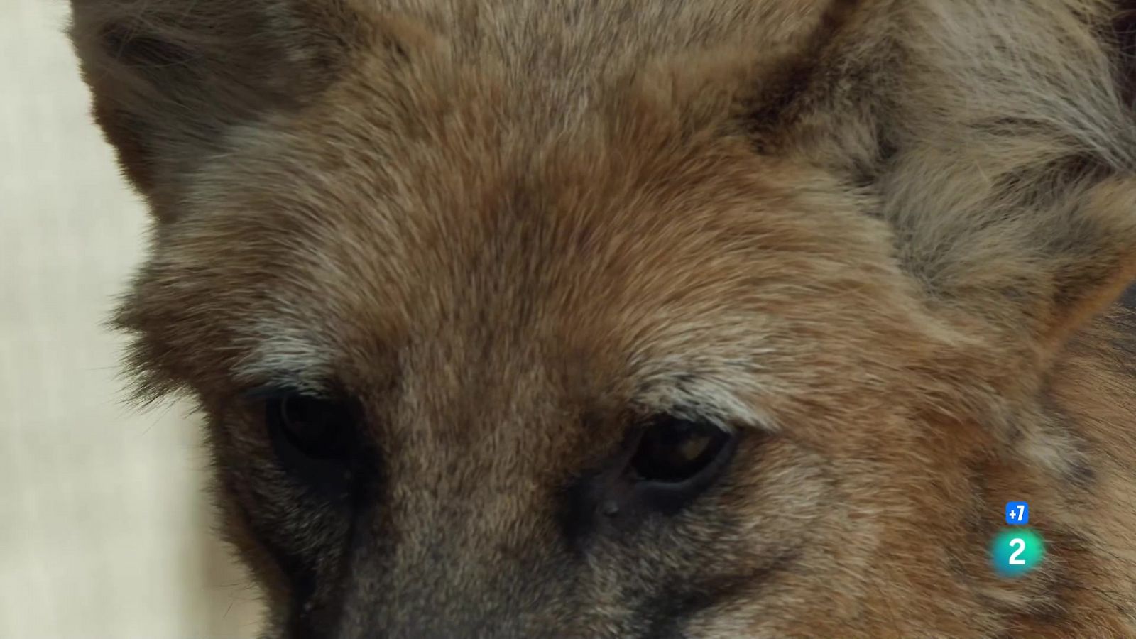 Grans Documentals - Gossos salvatges: coneixent la família - Veure ara