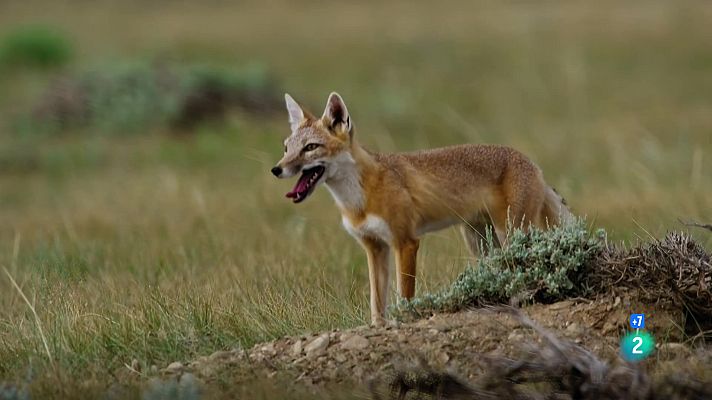 Som Documentals - Gossos salvatges. La defensa del grup