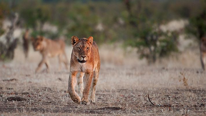 Las caras salvajes - Riada y rivales