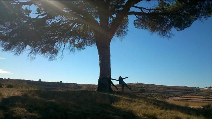 El Pino Juan Molinera de Abengibre (Albacete), árbol del año 2025 y de casi cuatro siglos de antigüedad