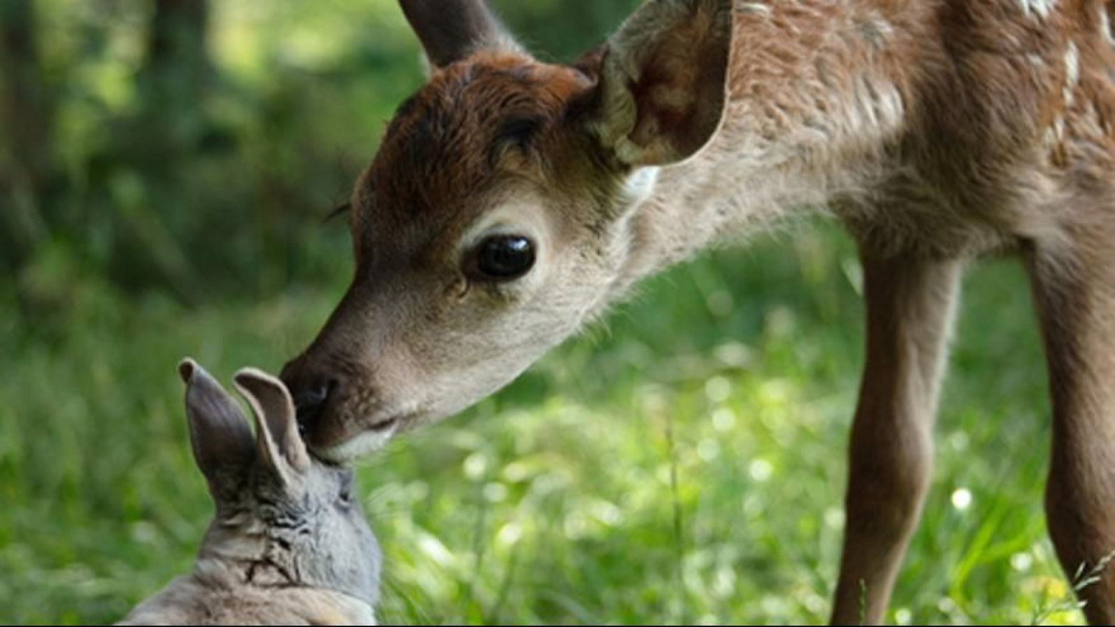 Días de Cine: Bambi, una vida en el bosque