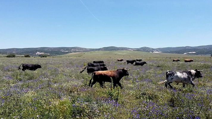 Tendido cero - Tendido Cero - 11/01/25