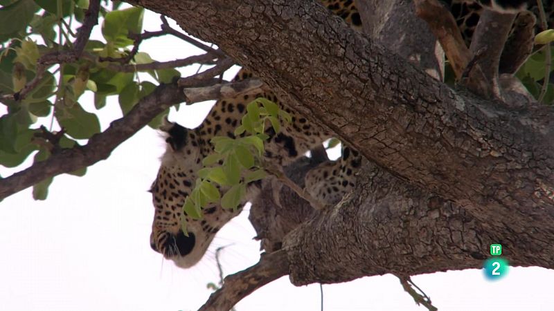 Grans documentals -  Naturalesa meravellosa i salvatge - Veure Ara