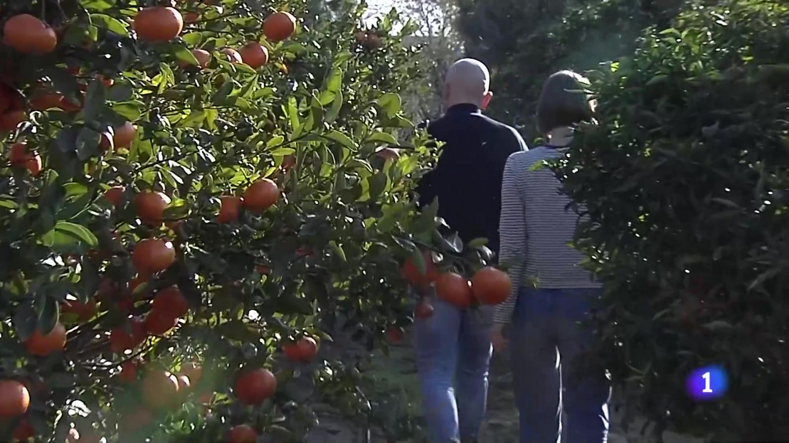 L'Informatiu de la Comunitat Valenciana 2 - 13/01/25 | Ver