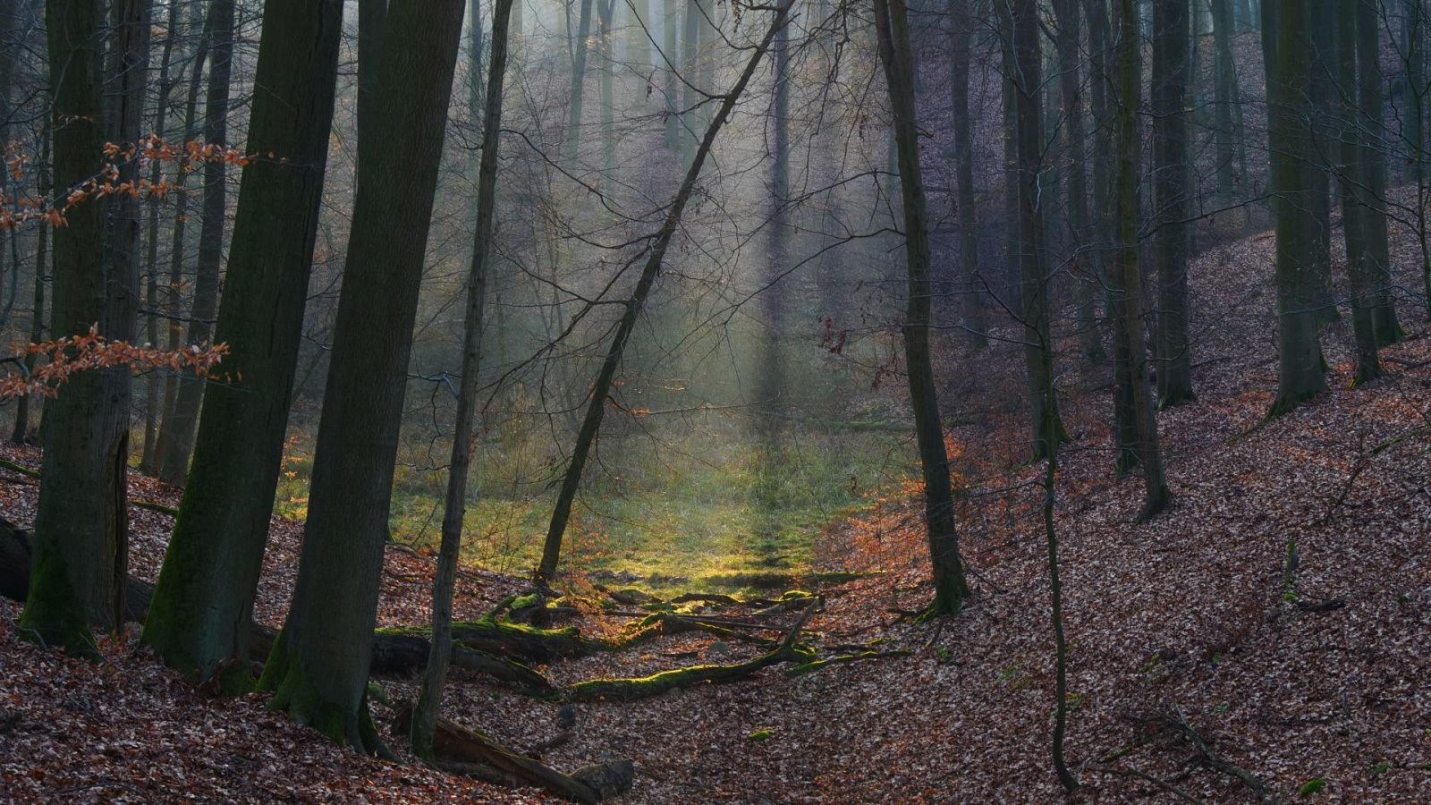 Belleza septentrional - Episodio 2: La magia de bosques y páramos - ver ahora