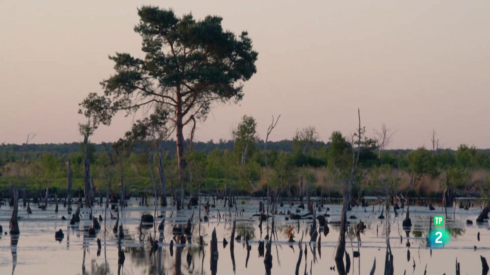Grans documentals - bellesa septentrional: aigües poc profundes: on torna la natura - Veure Ara