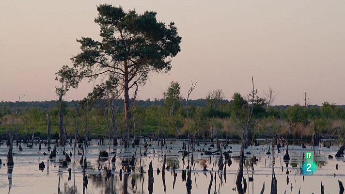 Aigües poc profundes: on torna la natura