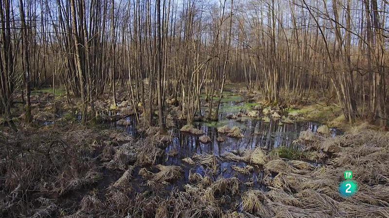 Grans Documentals - Eslovnia salvatge - Veure Ara