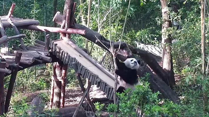Aquí la Tierra - Un tobogán y dos pandas… ¡una aventura!