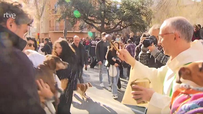 Benedicció dels animals per sant Antoni, al barri de Sant Andreu