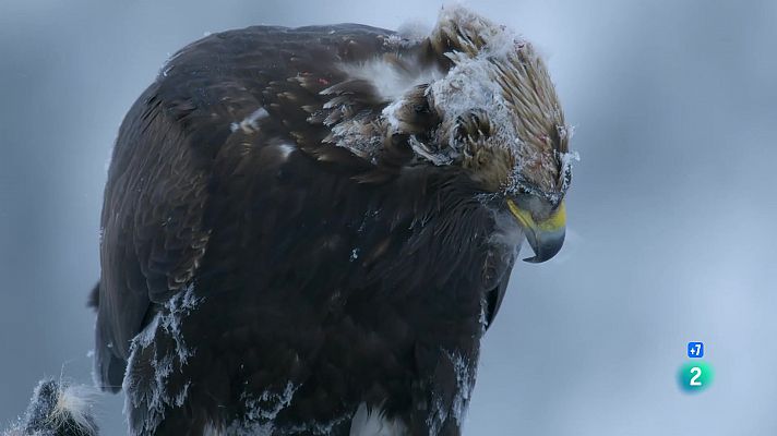 Aus de presa: Un puny de dagues. Coneguem les aus de presa