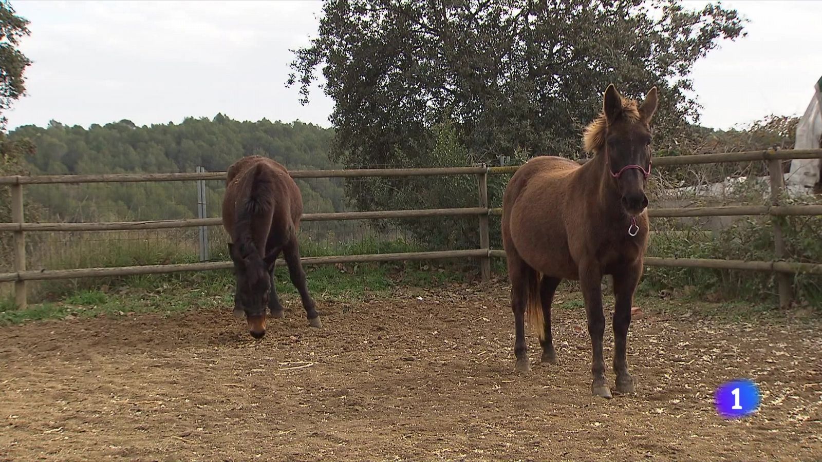 Què se n'ha fet dels animals que pujaven al restaurant de la Mola? - L'Informatiu | Veure