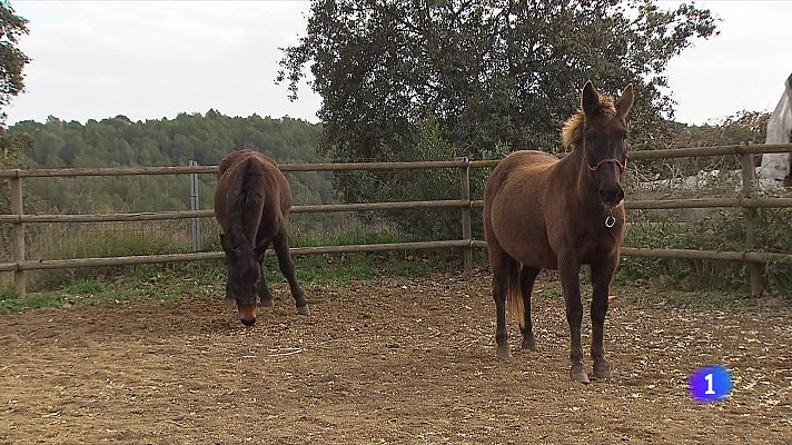 L'Informatiu - Què se n'ha fet dels animals que pujaven al restaurant de la Mola?