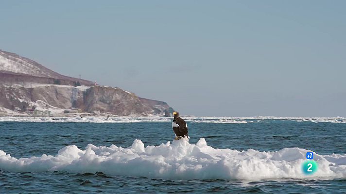 Som Documentals - Aus de presa: un puny de dagues. Vides extremes